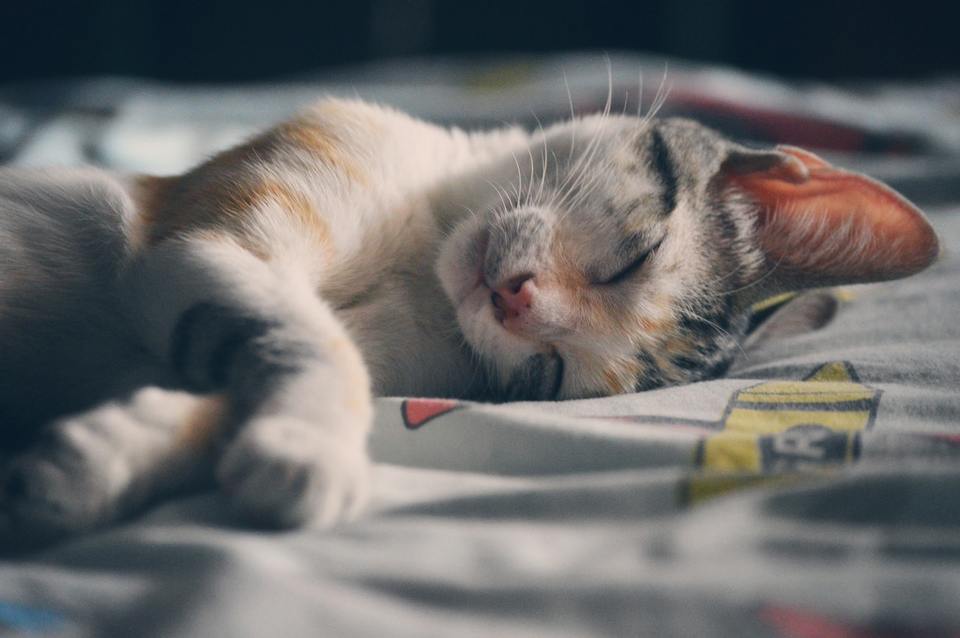 Kačiukai miega daug ilgiau nei suaugusios katės. Kačiukai miega net 18 valandų per dieną.